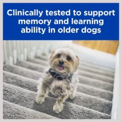 Hill's Prescription Diet b/d Brain Aging Care Chicken Flavor Dry Dog Food 15 Hill's Prescription Diet b/d Brain Aging Care Chicken Flavor Dry Dog Food -Outlet Sullivan Supply Store 69742 PT5. SY630 V1602325564